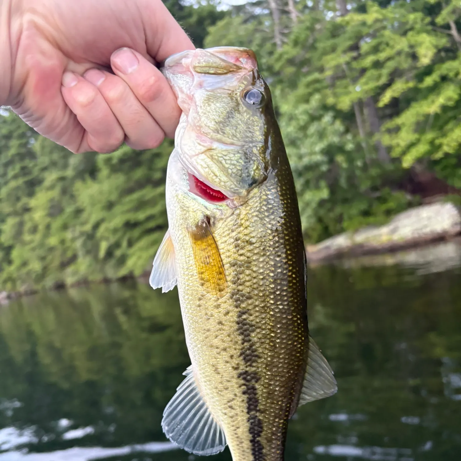 Largemouth bass caught on Fishbrain
