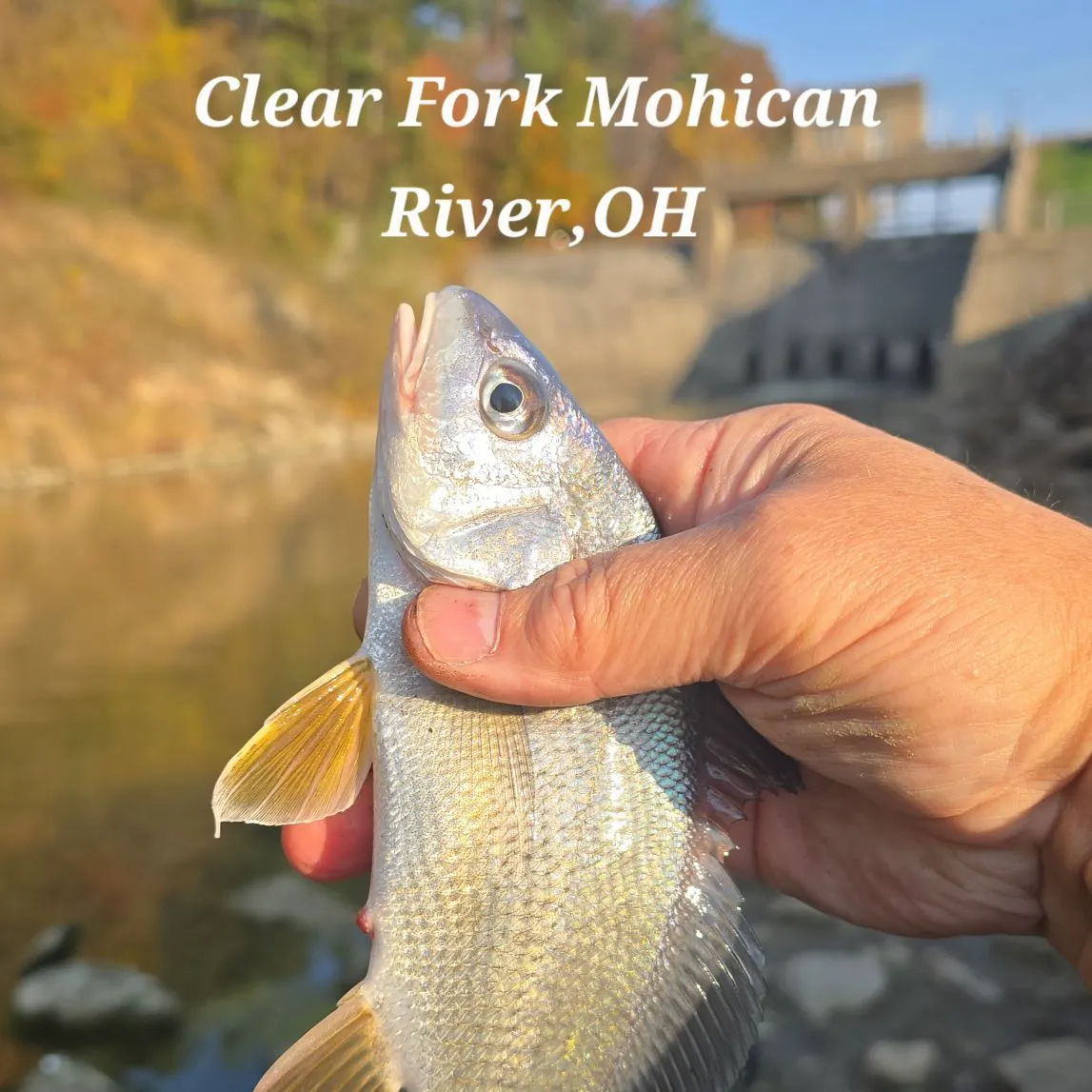 Freshwater drum caught on Fishbrain
