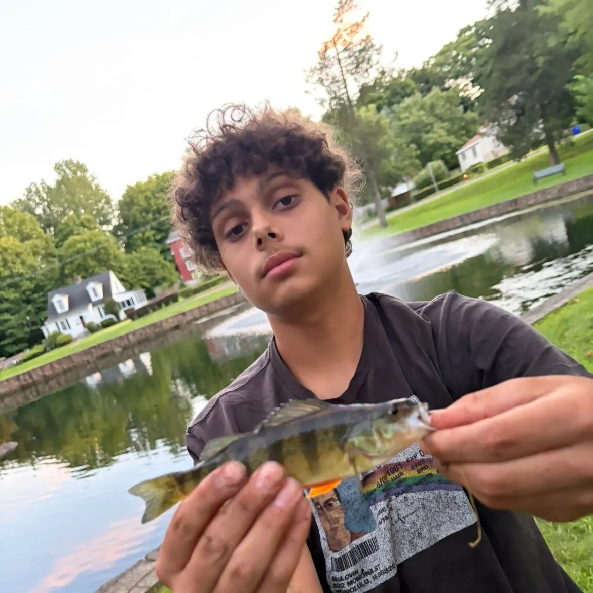 Yellow perch caught on Fishbrain
