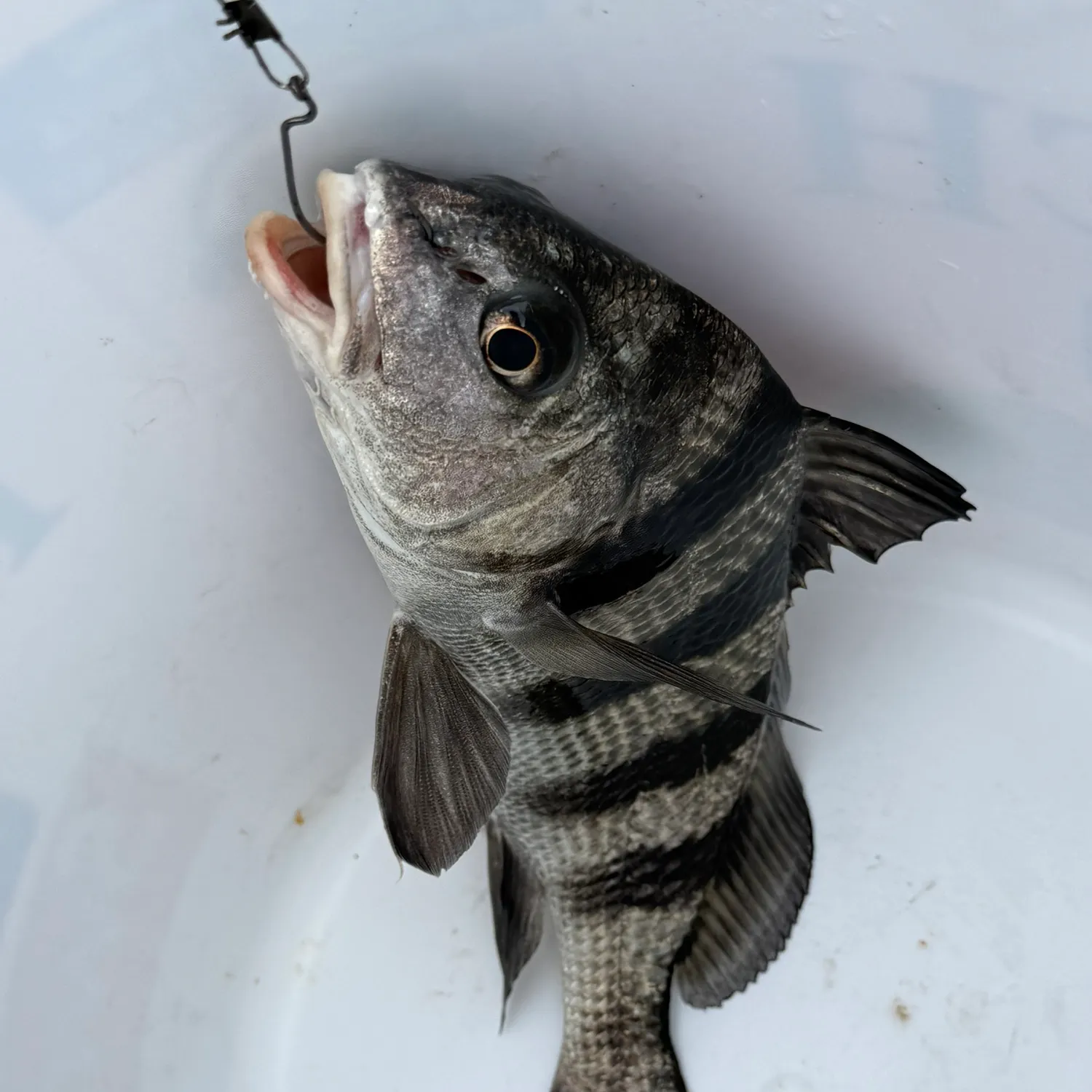 Black drum caught on Fishbrain