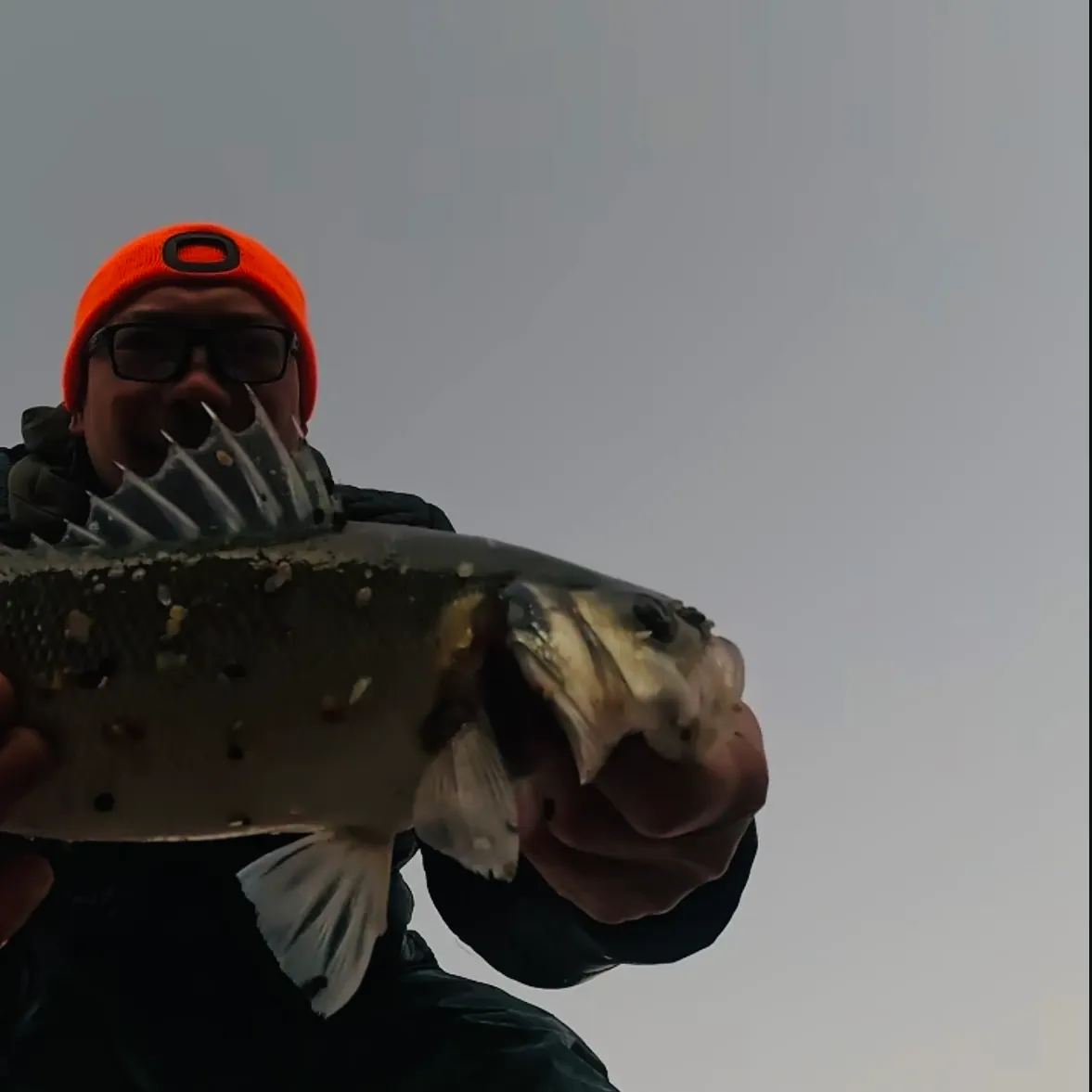 The most recent European seabass catches on Fishbrain