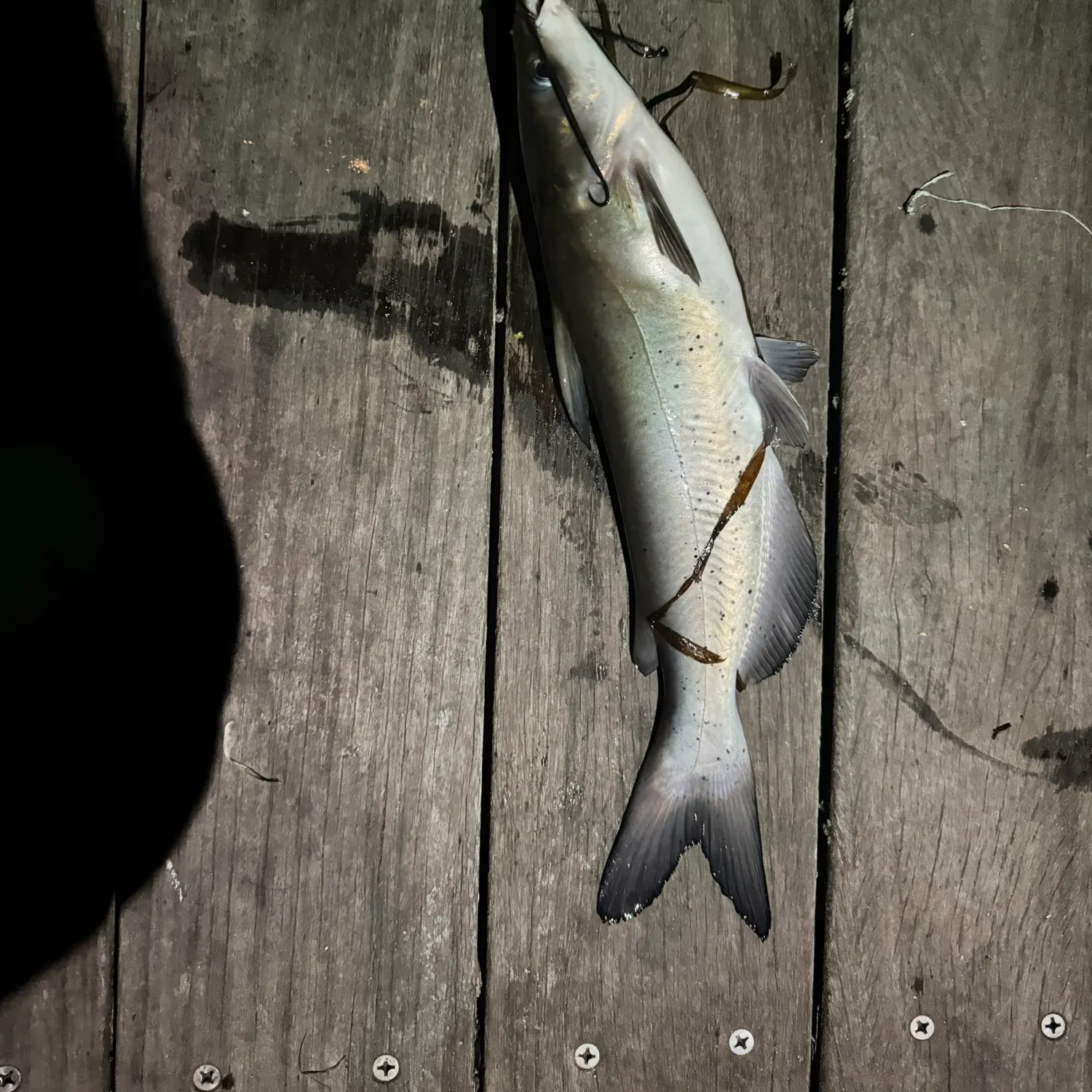 Channel catfish caught on Fishbrain
