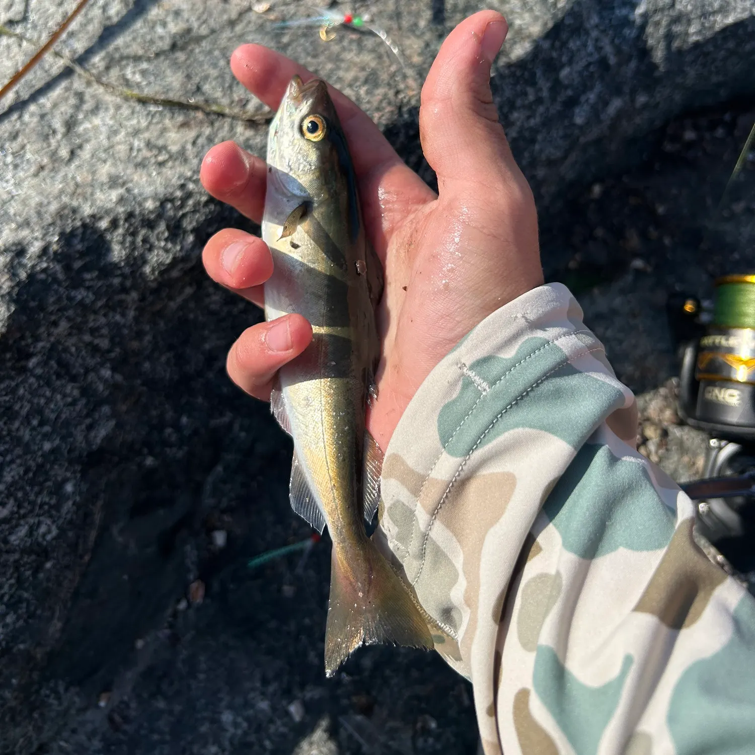Whiting caught on Fishbrain
