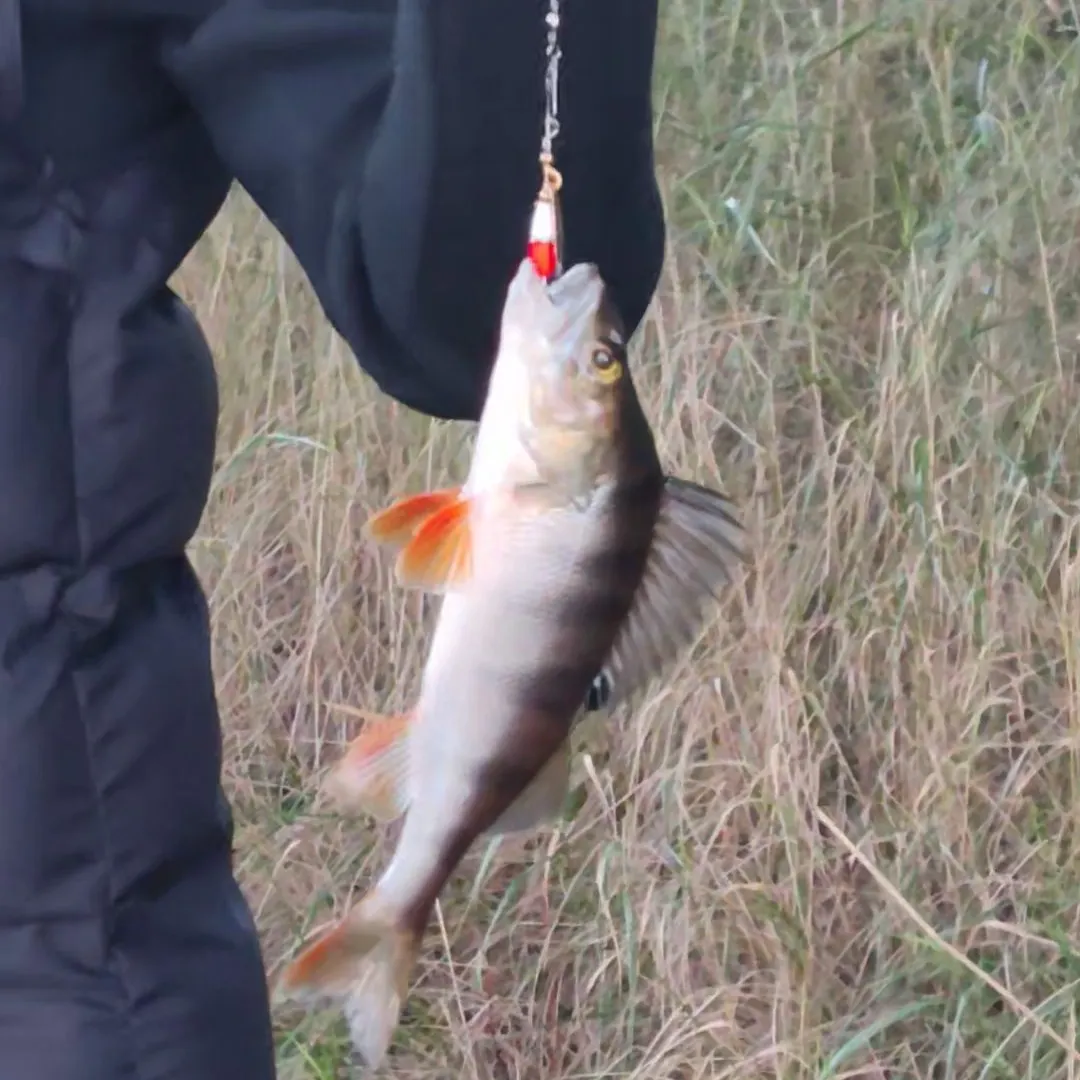 European perch caught on Fishbrain