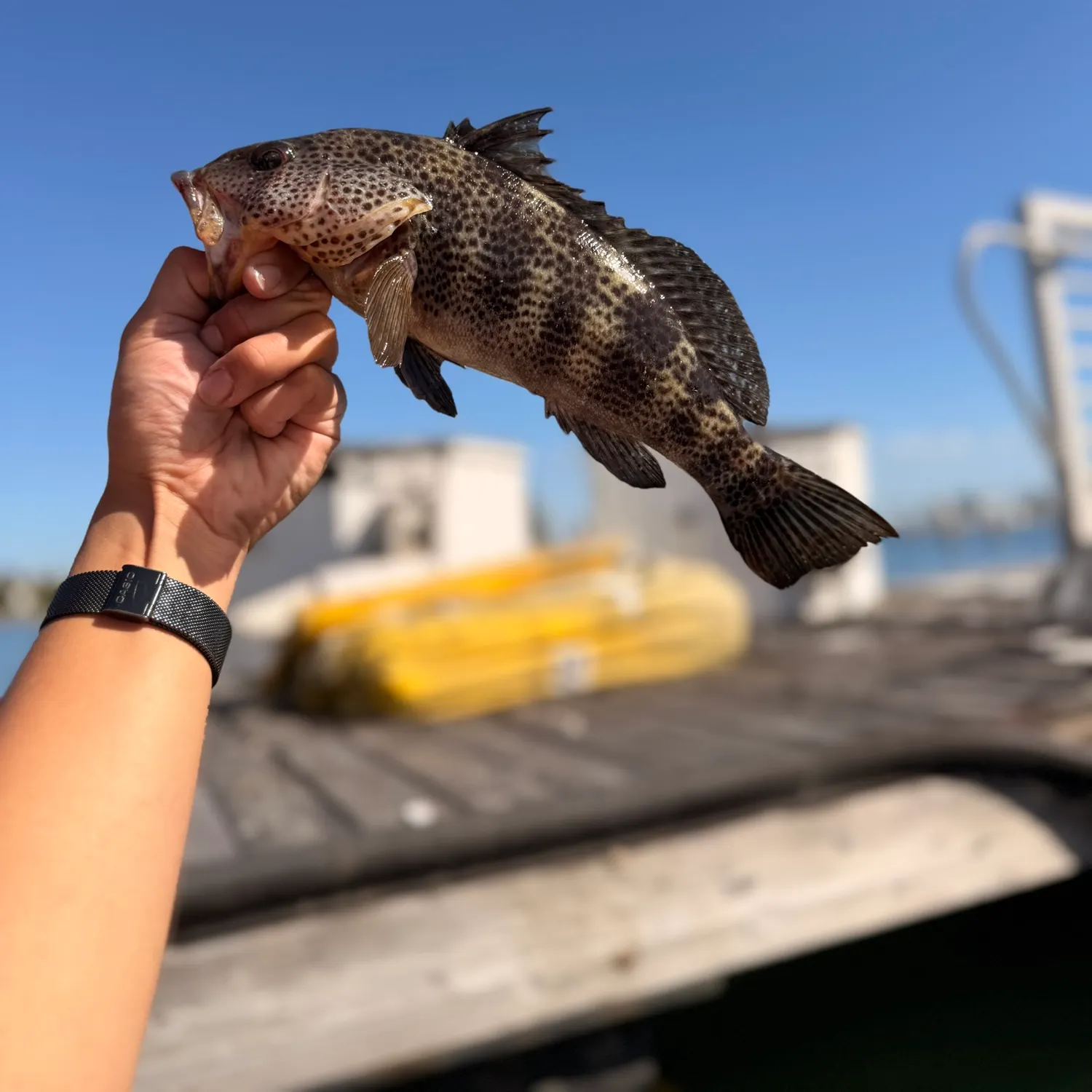 Spotted sand bass caught on Fishbrain