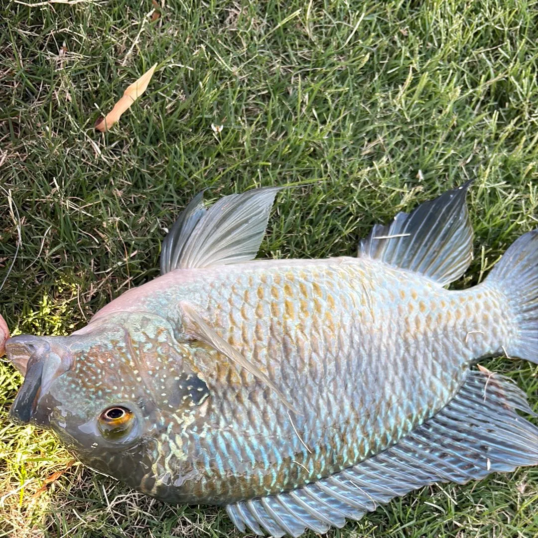 The most recent Redbelly tilapia catches on Fishbrain