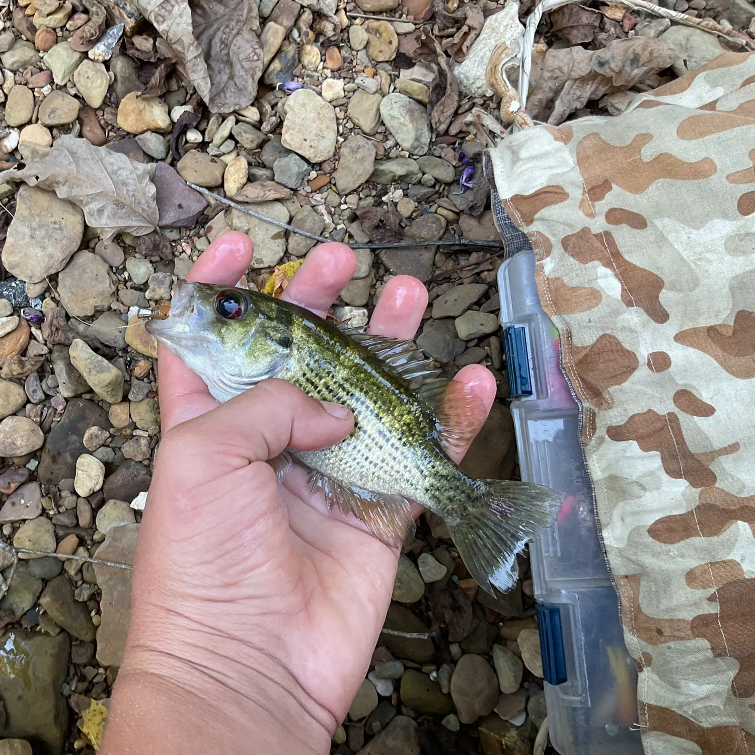Rock bass caught on Fishbrain