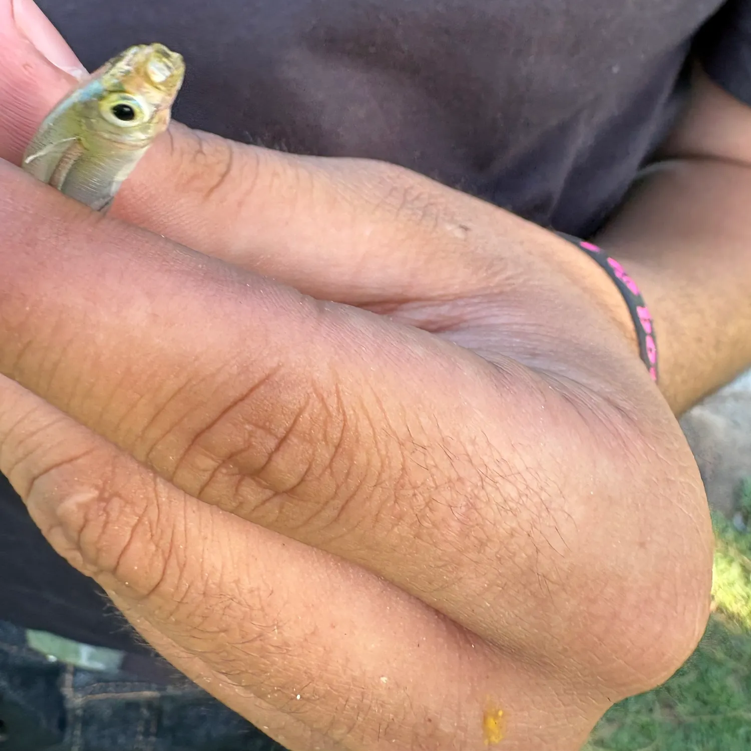 The most recent Western mosquitofish catches on Fishbrain