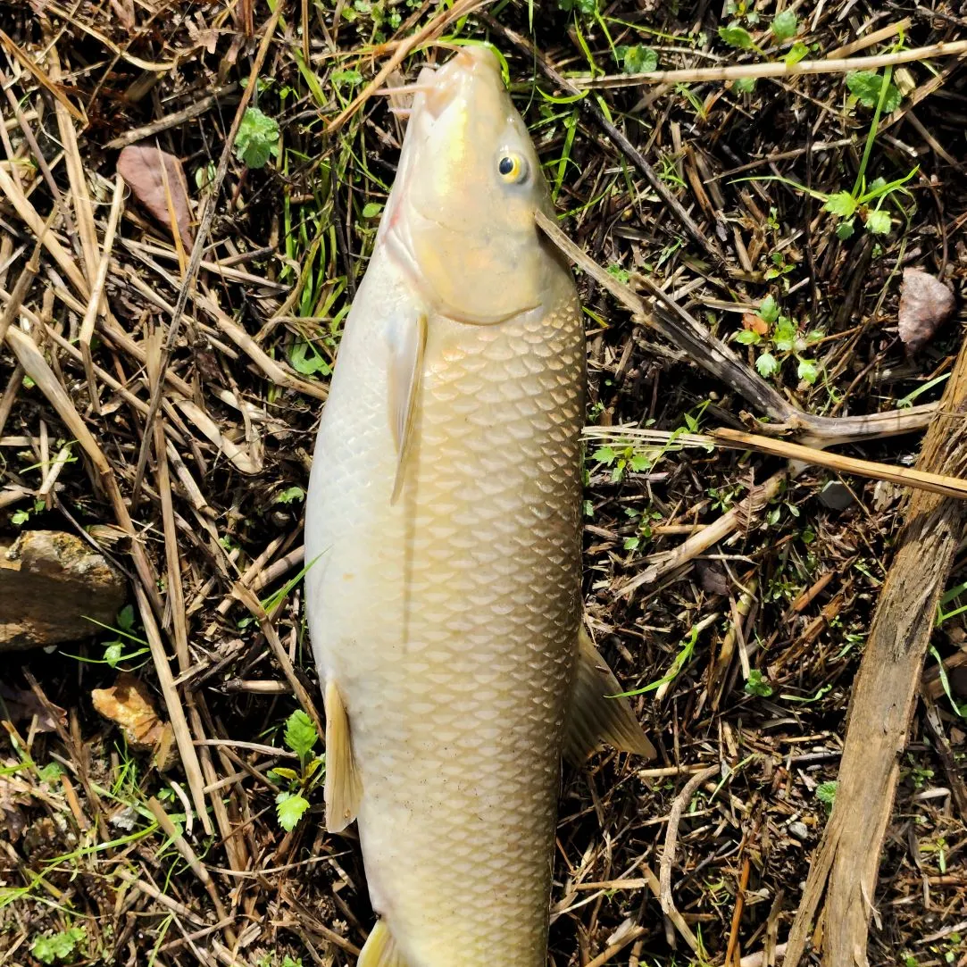 The most recent Common barbel catches on Fishbrain