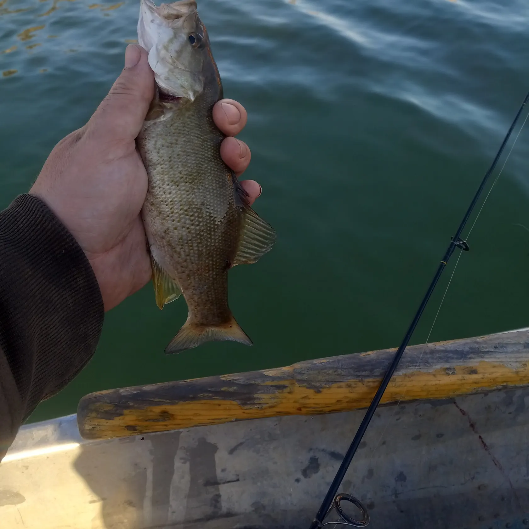 angler catch