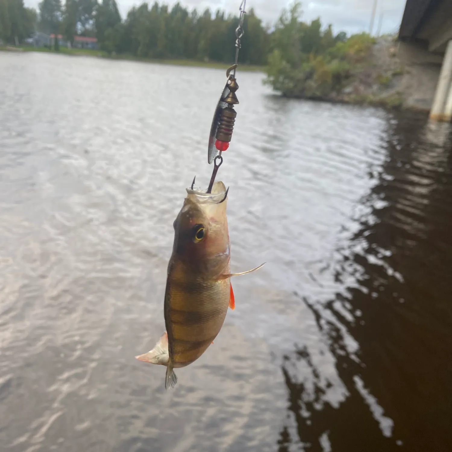 European perch caught on Fishbrain