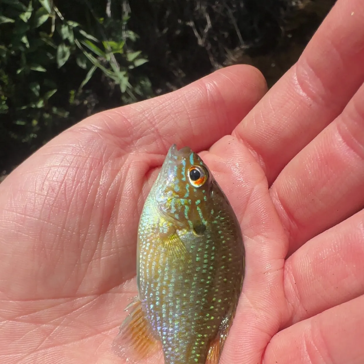 The most recent Dollar sunfish catches on Fishbrain