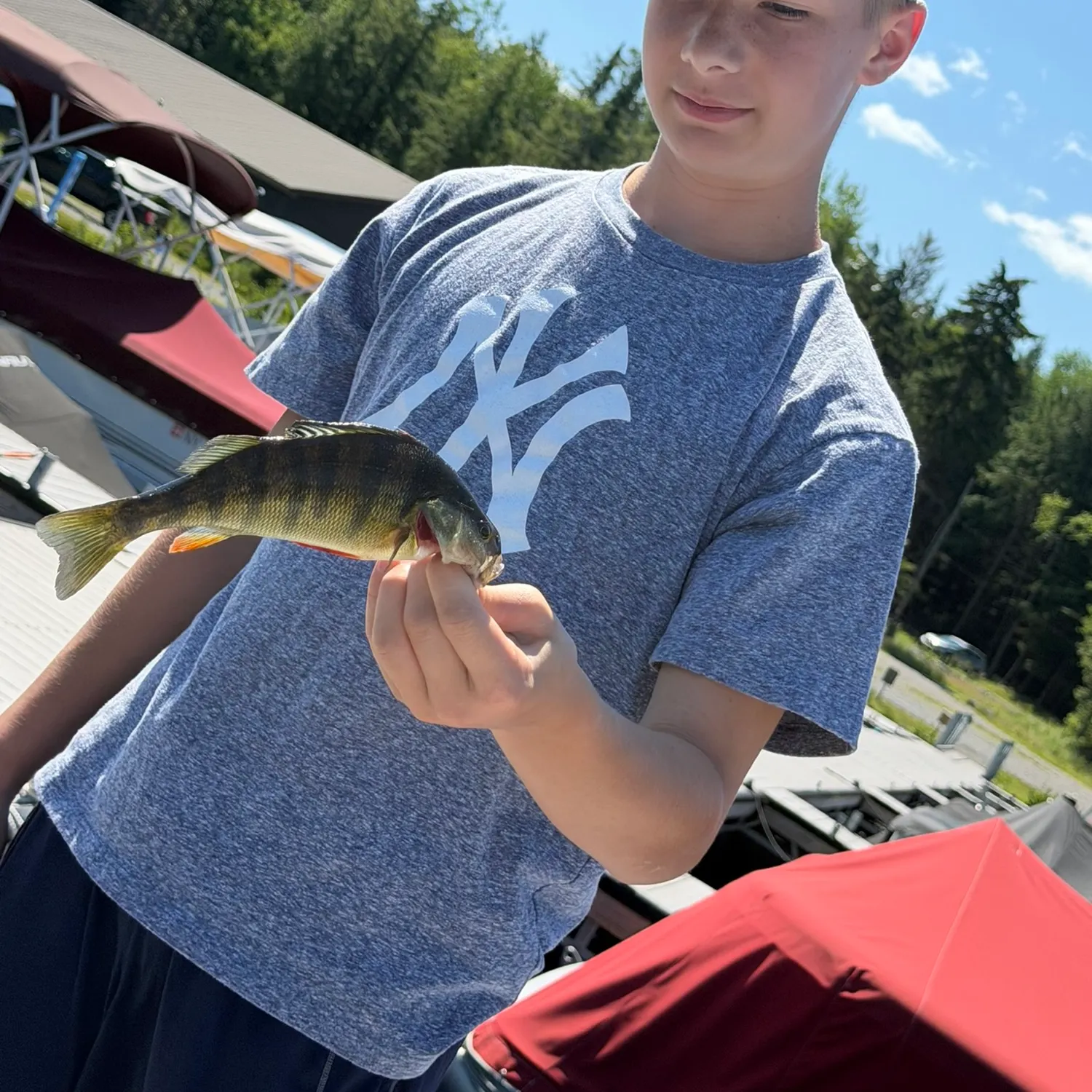 Yellow perch caught on Fishbrain