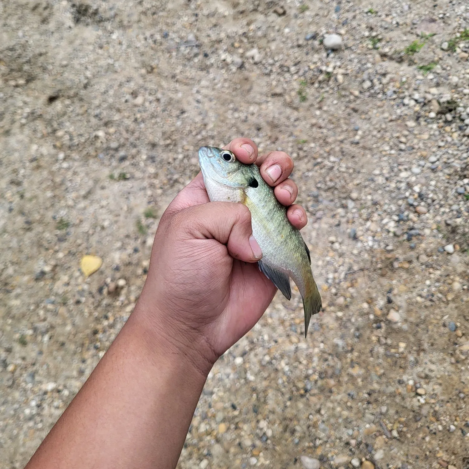 Bluegill caught on Fishbrain