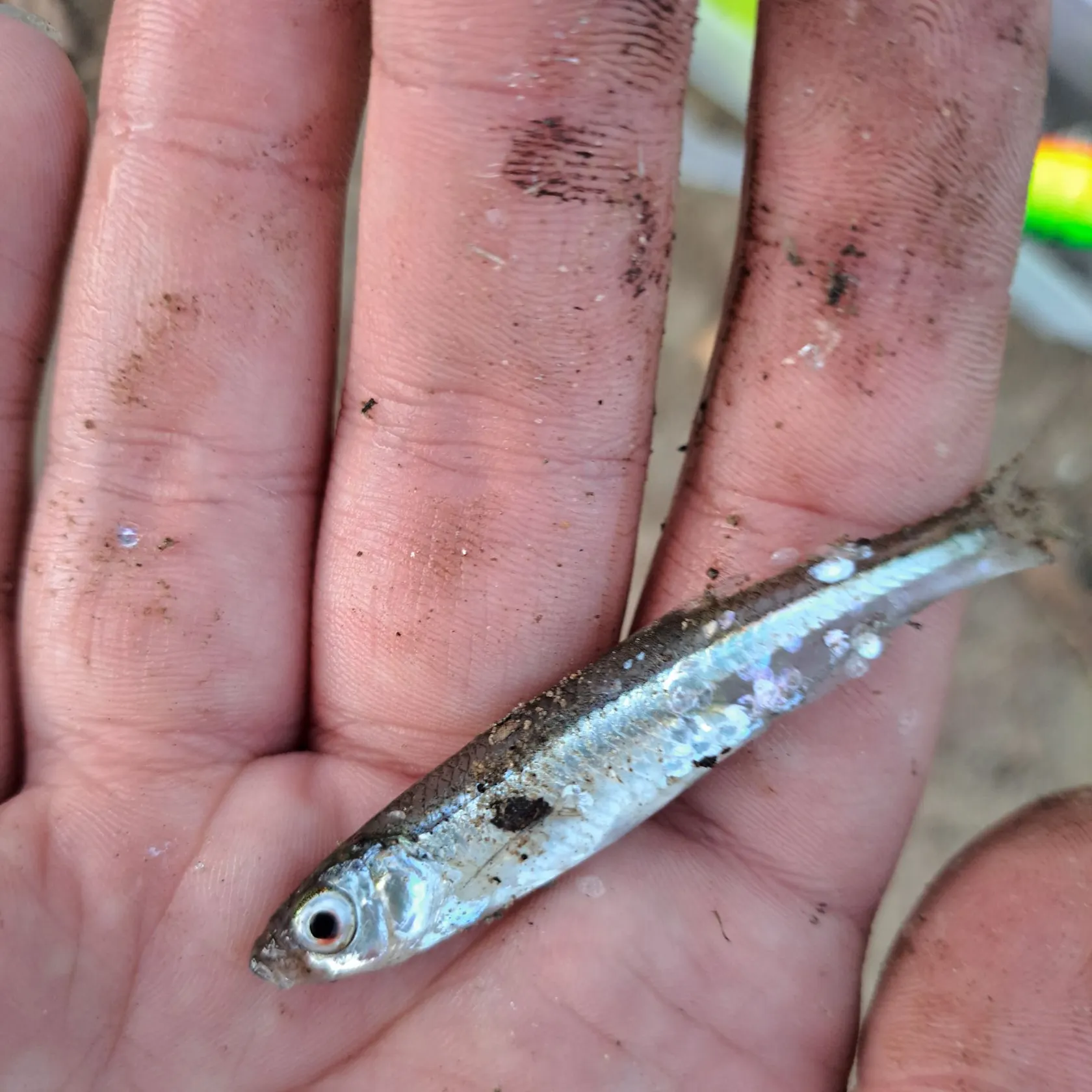 The most recent Emerald shiner catches on Fishbrain