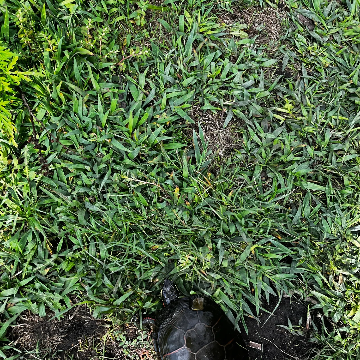 Painted turtle caught on Fishbrain