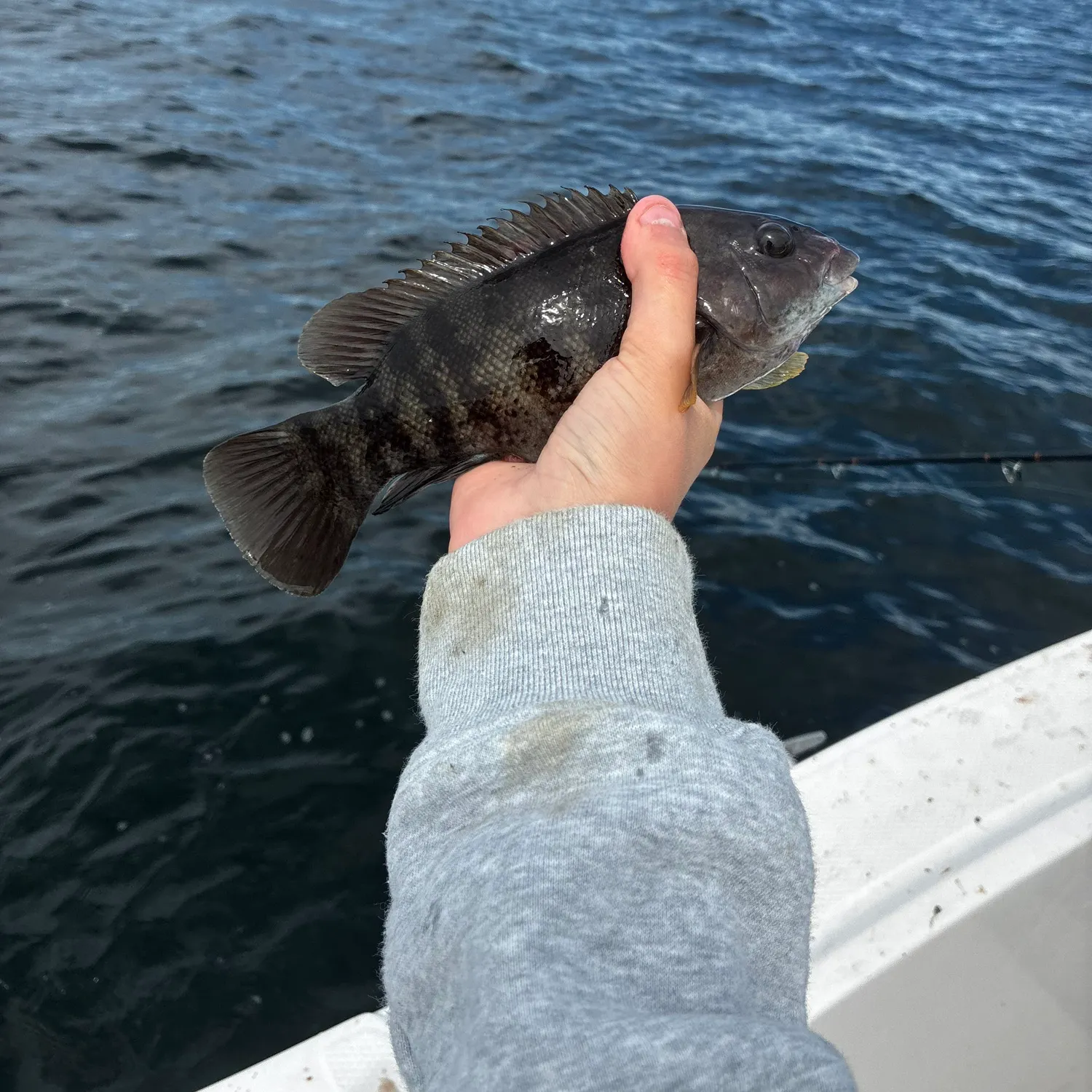 Tautog caught on Fishbrain