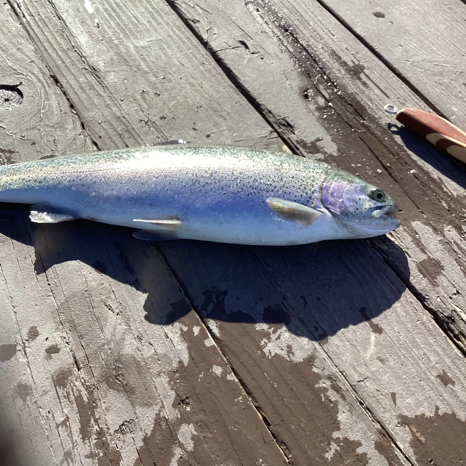 The most recent Steelhead catches on Fishbrain
