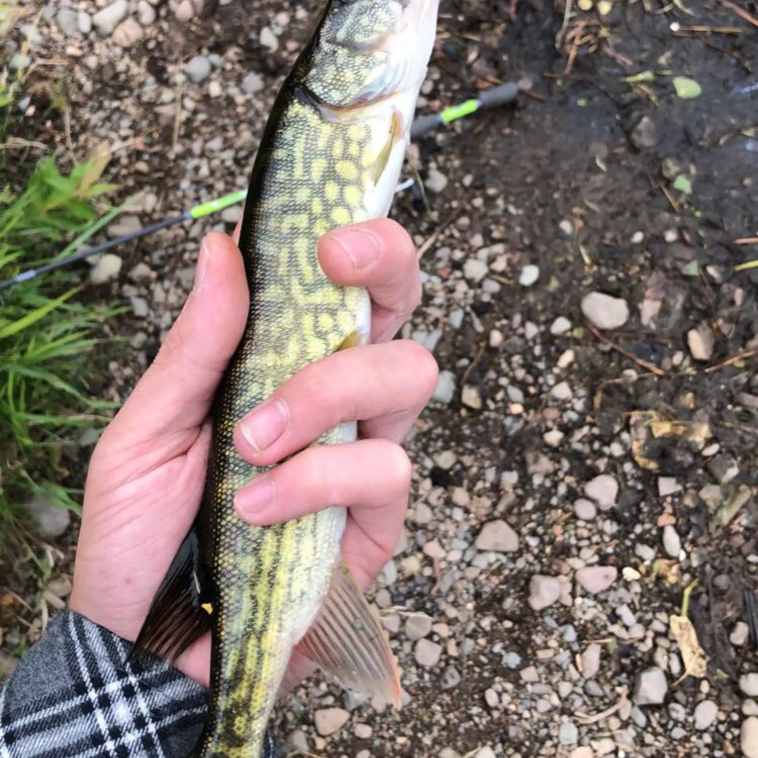angler catch