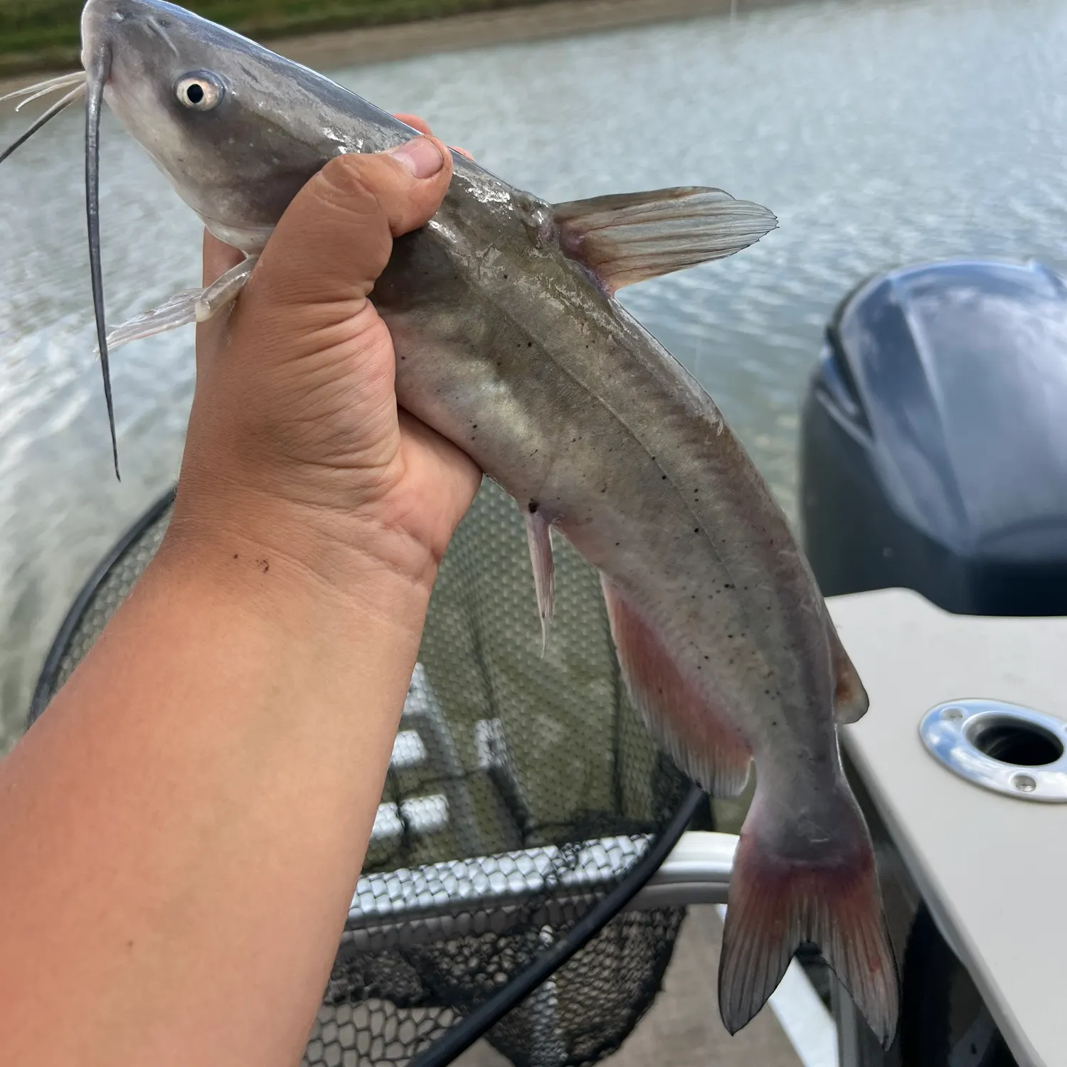 Channel catfish caught on Fishbrain