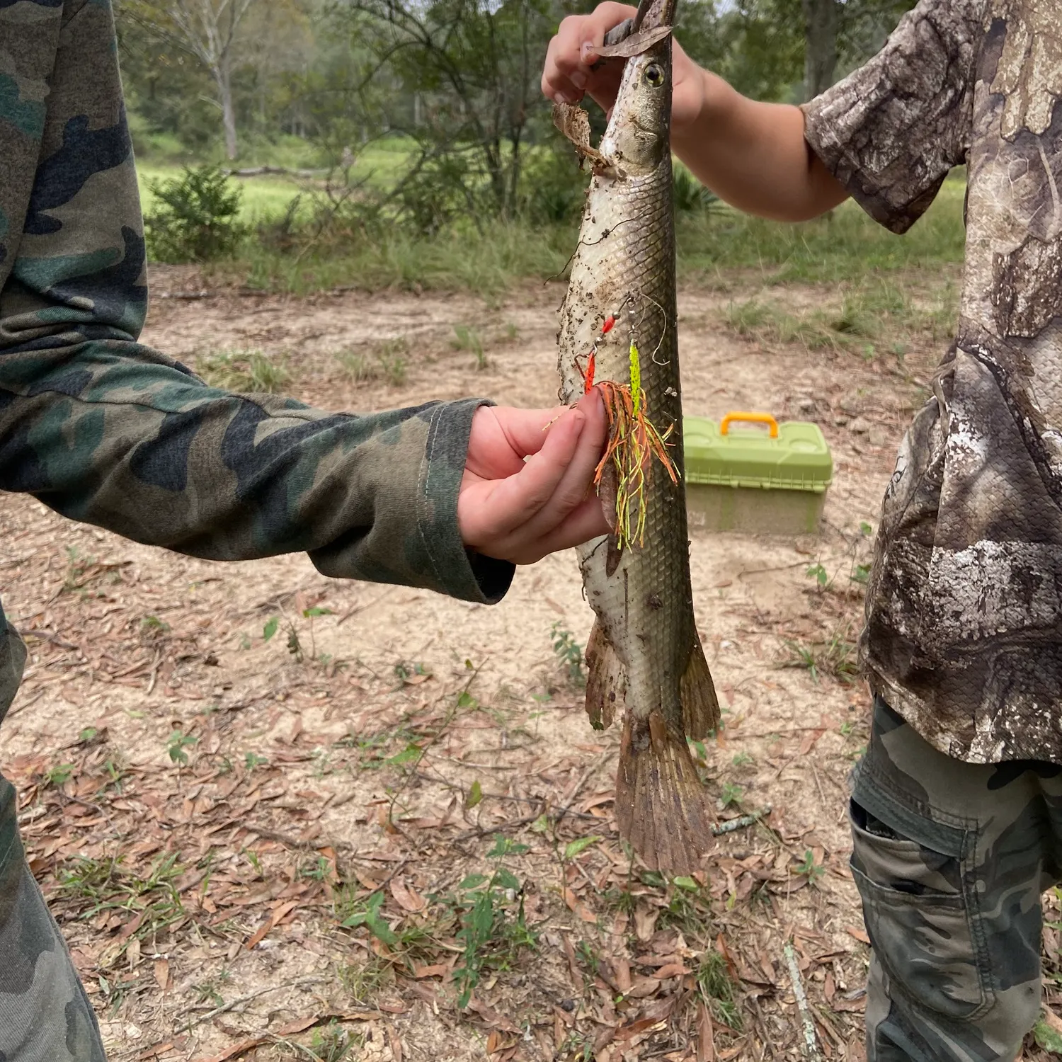 Spotted gar caught on Fishbrain