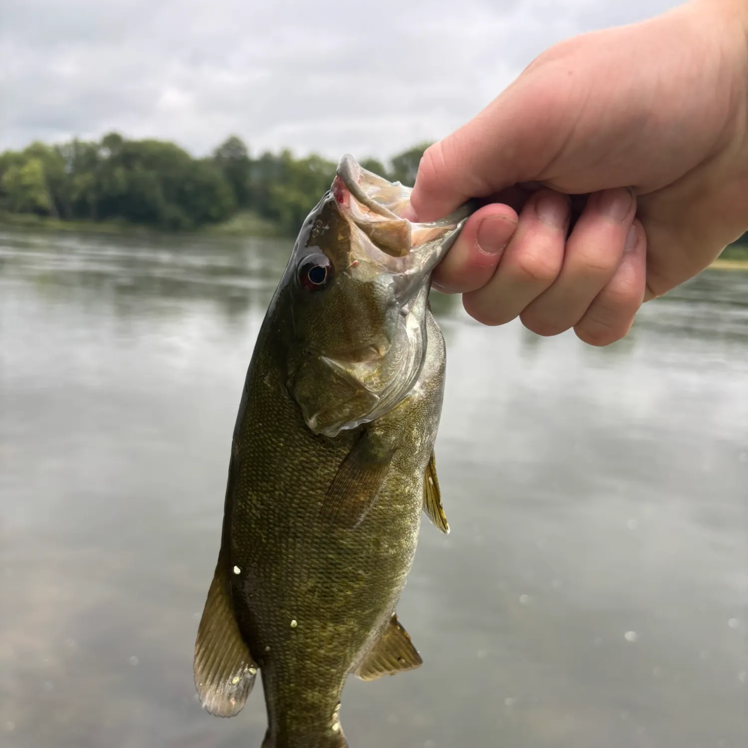 Smallmouth bass caught on Fishbrain