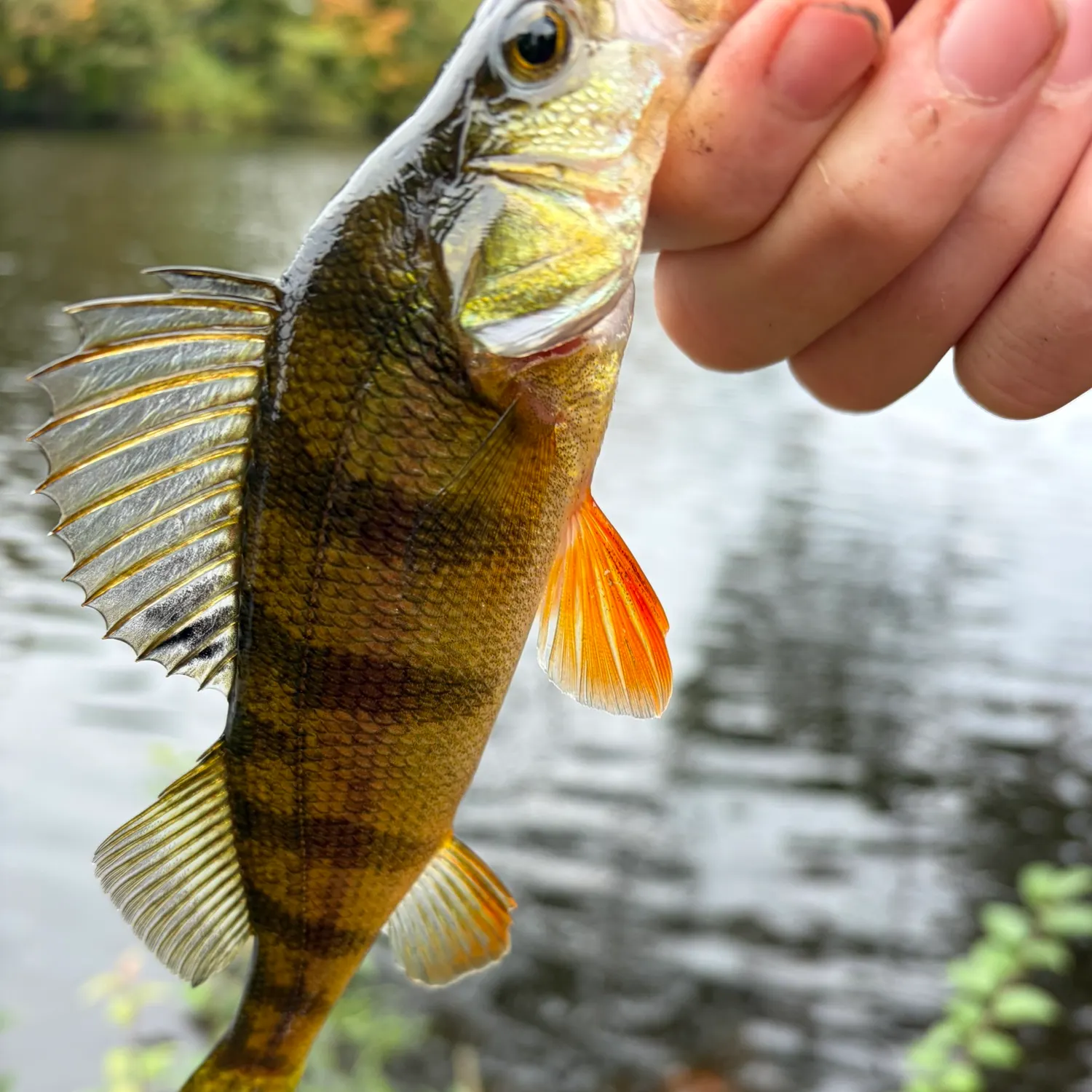Yellow perch caught on Fishbrain