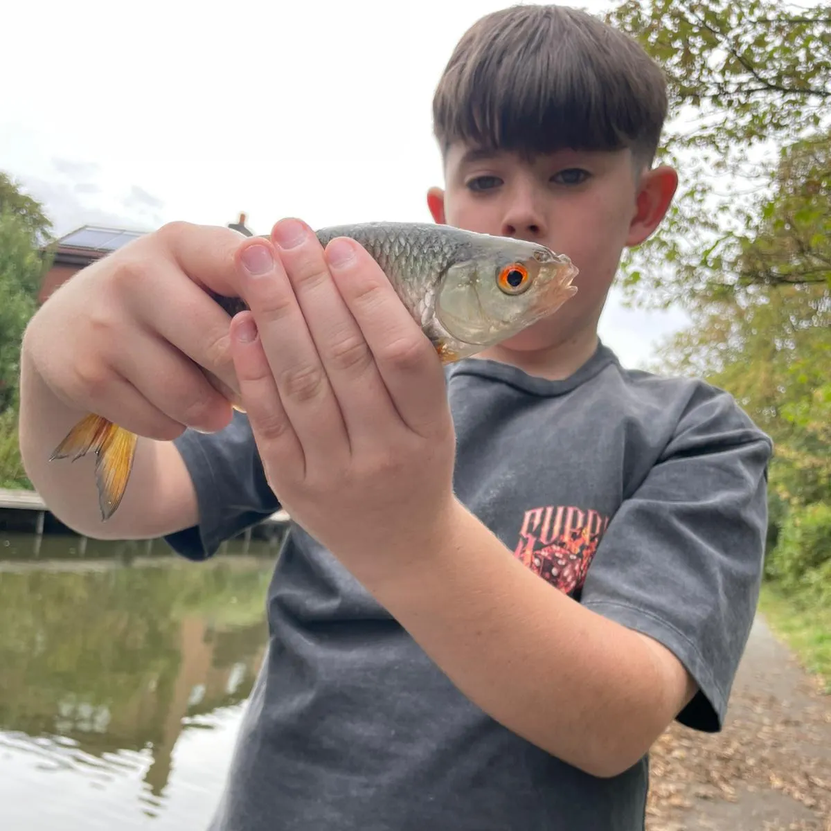 Common roach caught on Fishbrain