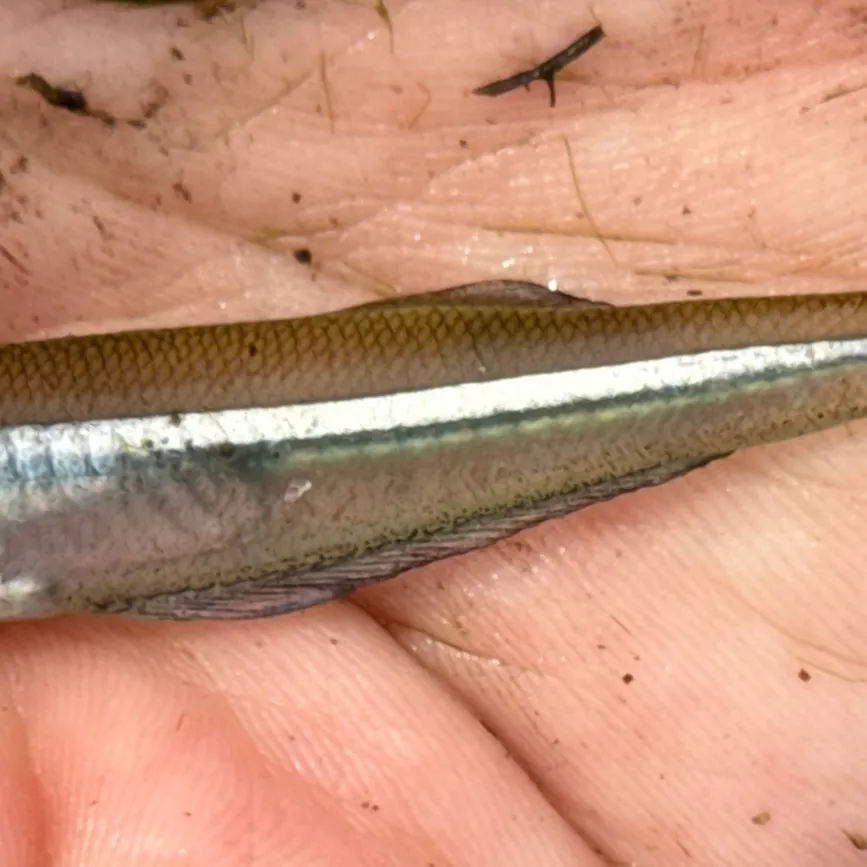 The most recent Inland silverside catches on Fishbrain