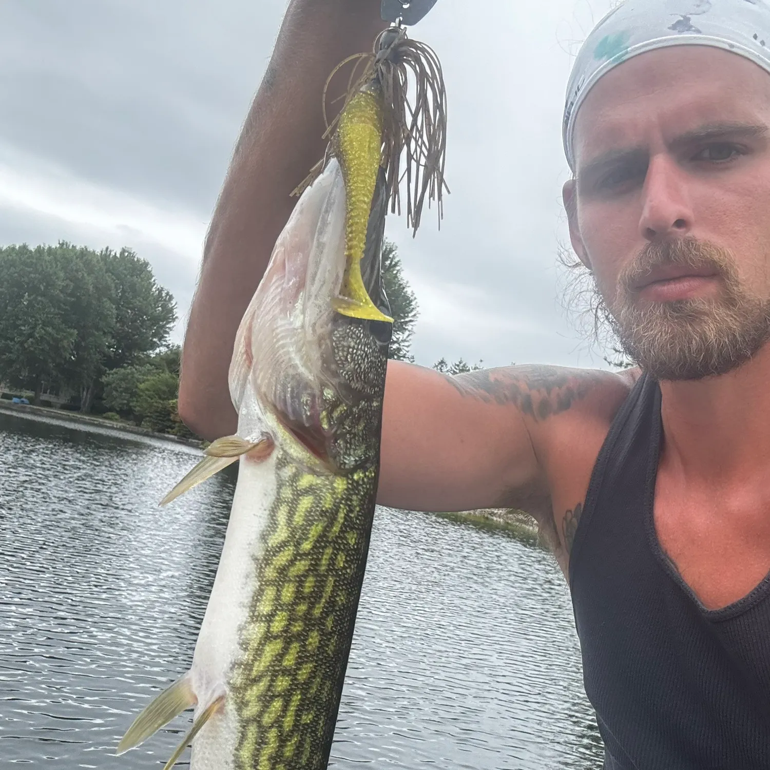 Chain pickerel caught on Fishbrain