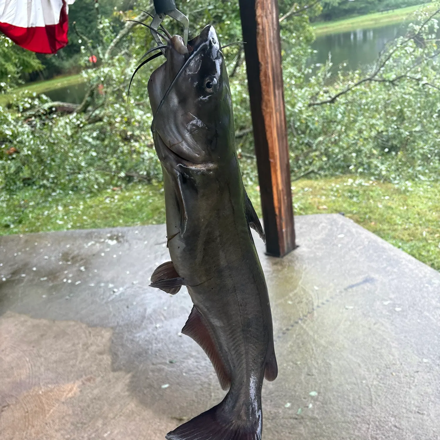 Channel catfish caught on Fishbrain