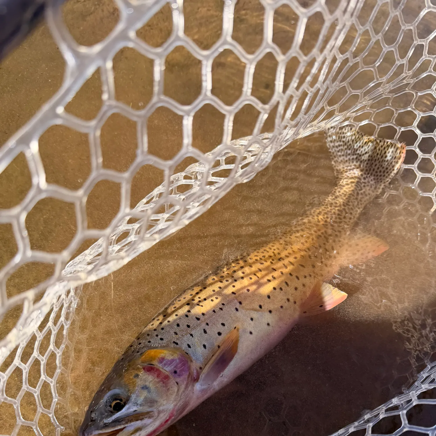 Cutthroat trout caught on Fishbrain