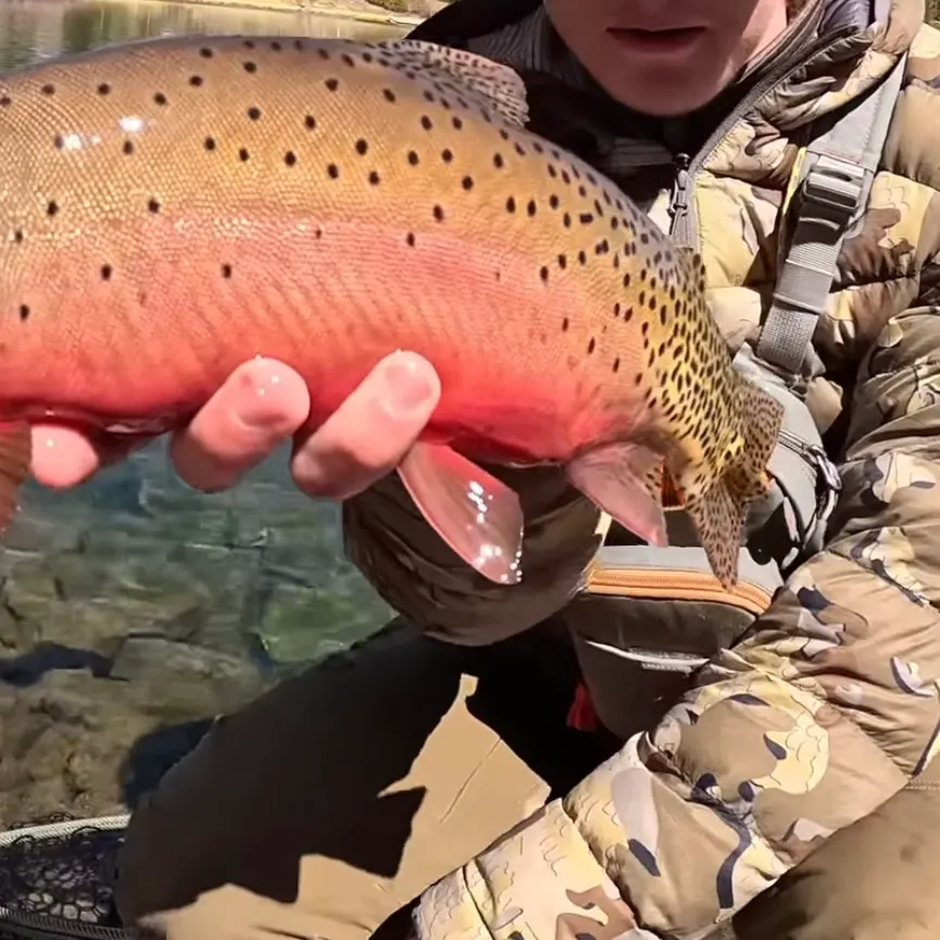 The most recent Bonneville cutthroat trout catches on Fishbrain