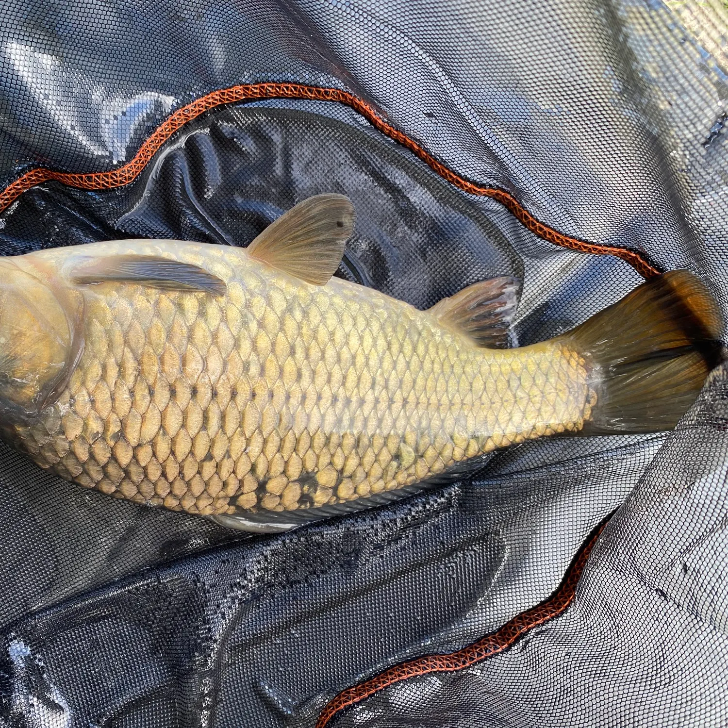 Common carp caught on Fishbrain