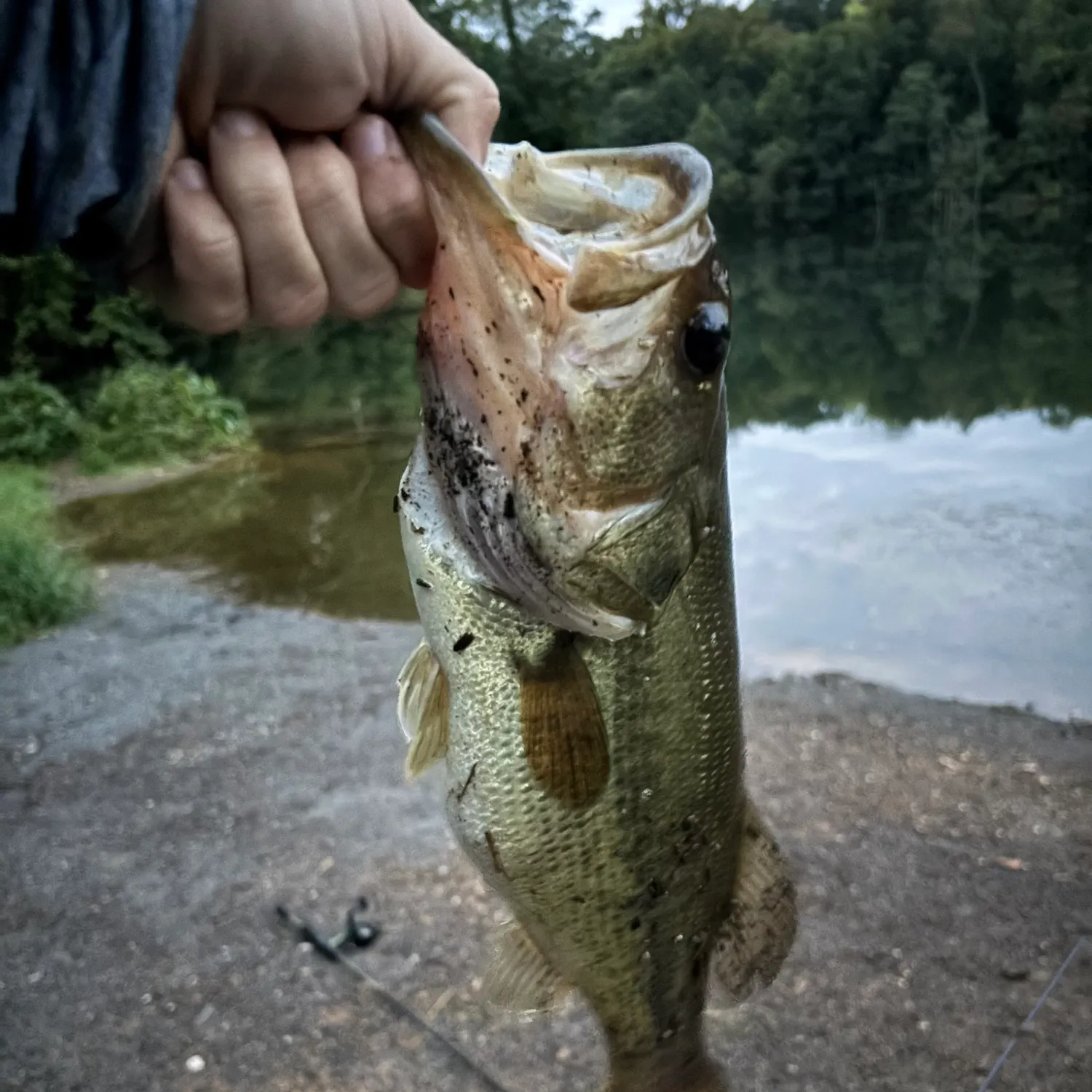 Largemouth bass caught on Fishbrain