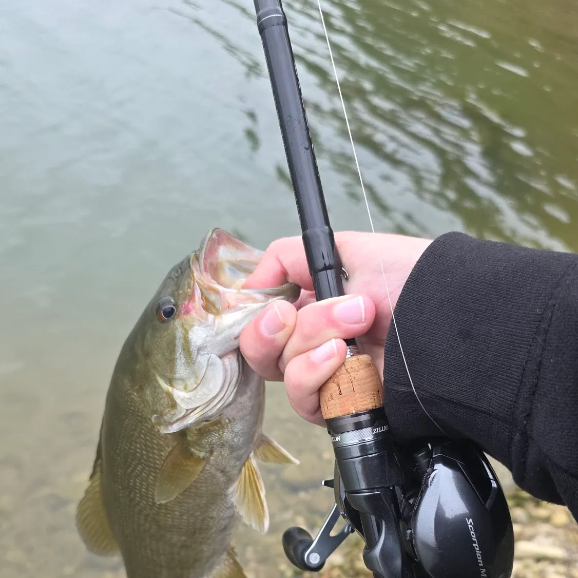 Smallmouth bass caught on Fishbrain