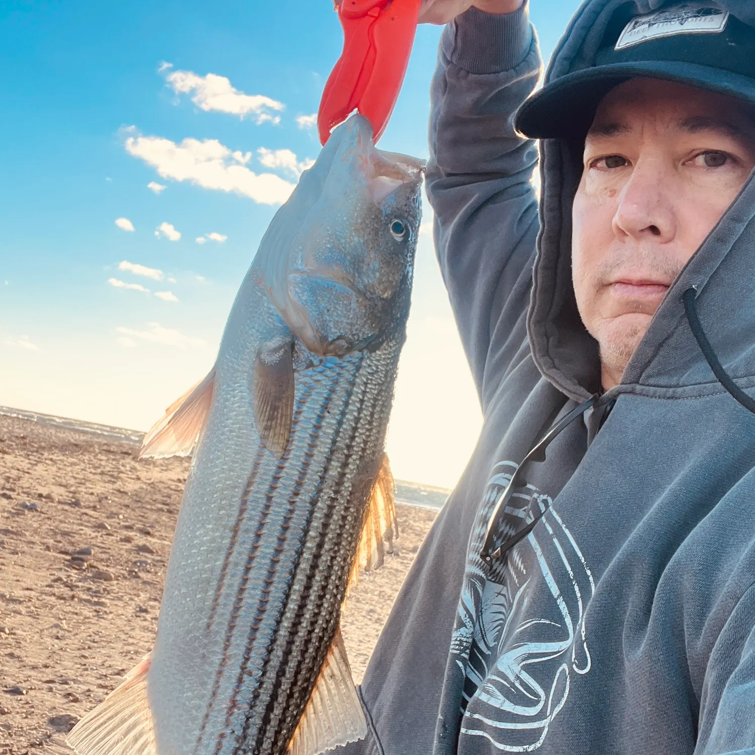 Striped bass caught on Fishbrain