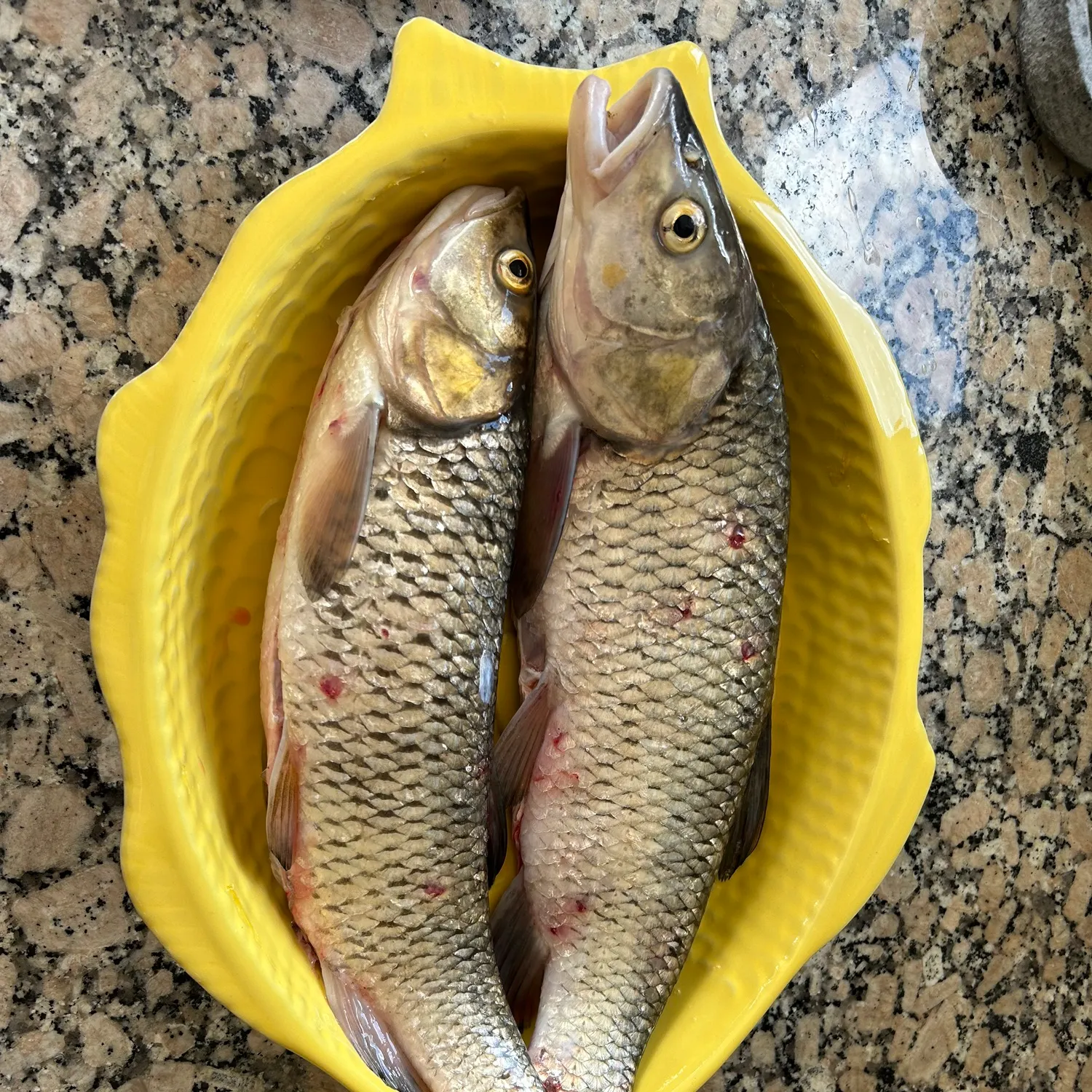 Fish caught on Fishbrain