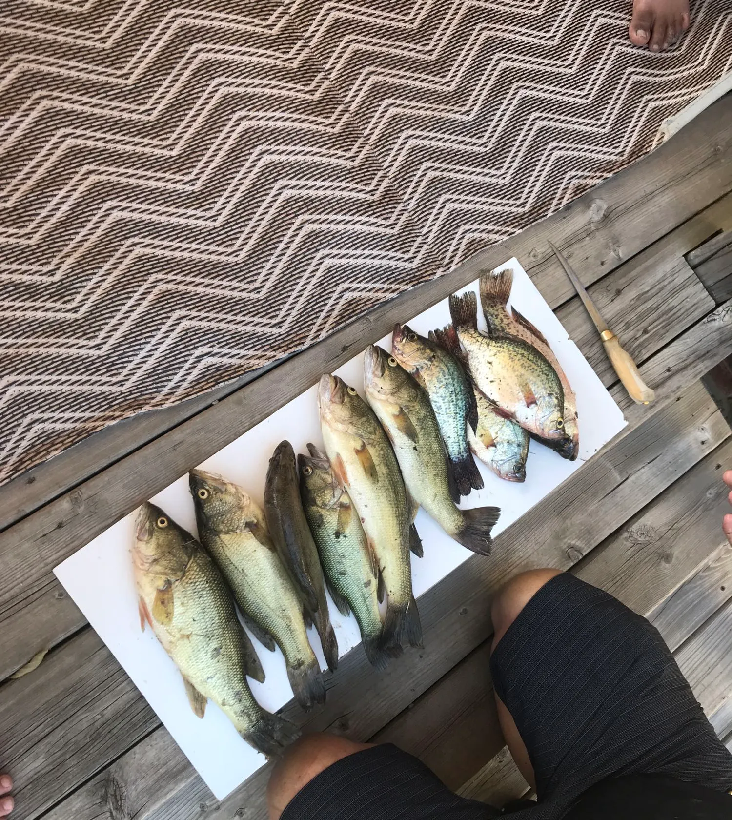 recently logged catches