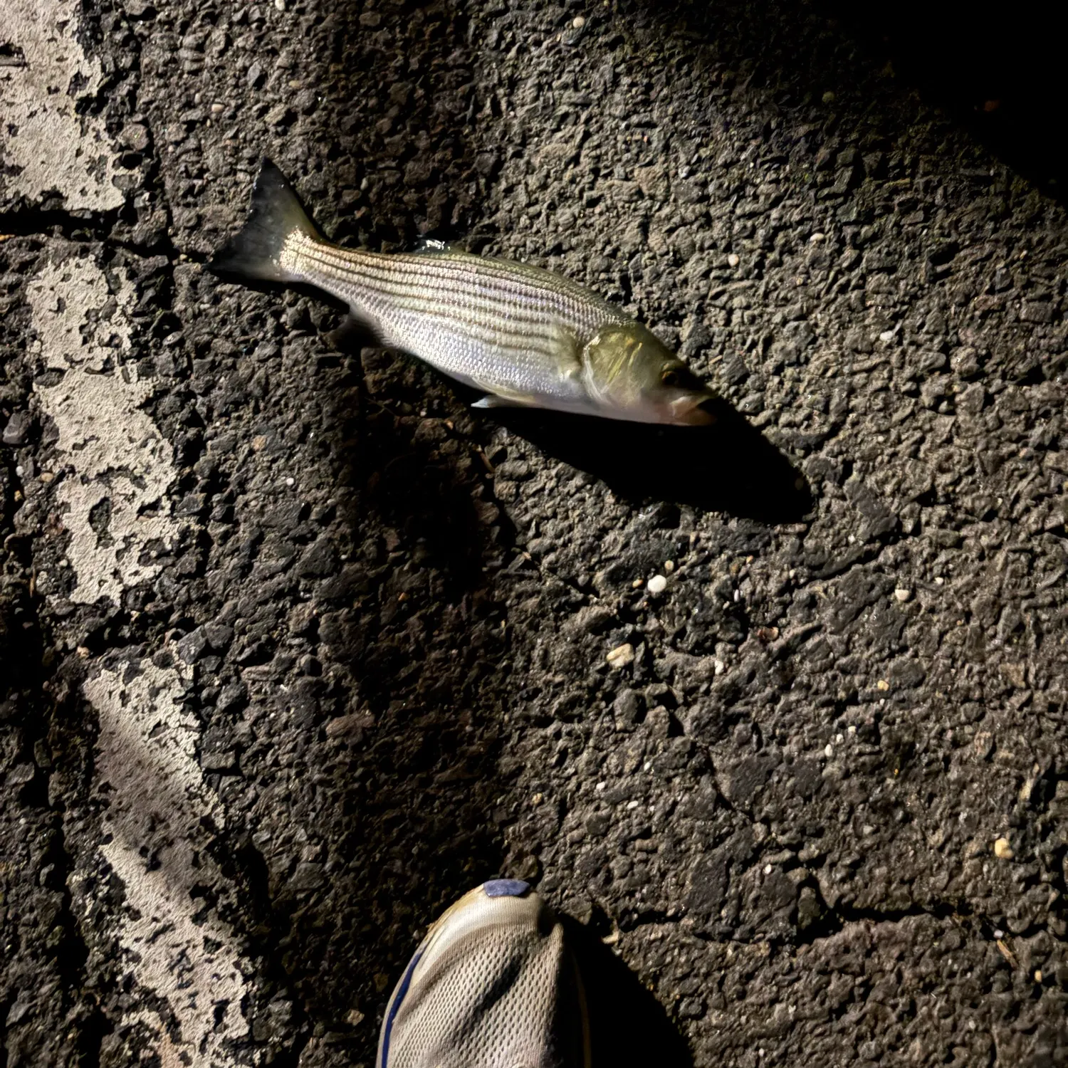 Striped bass caught on Fishbrain