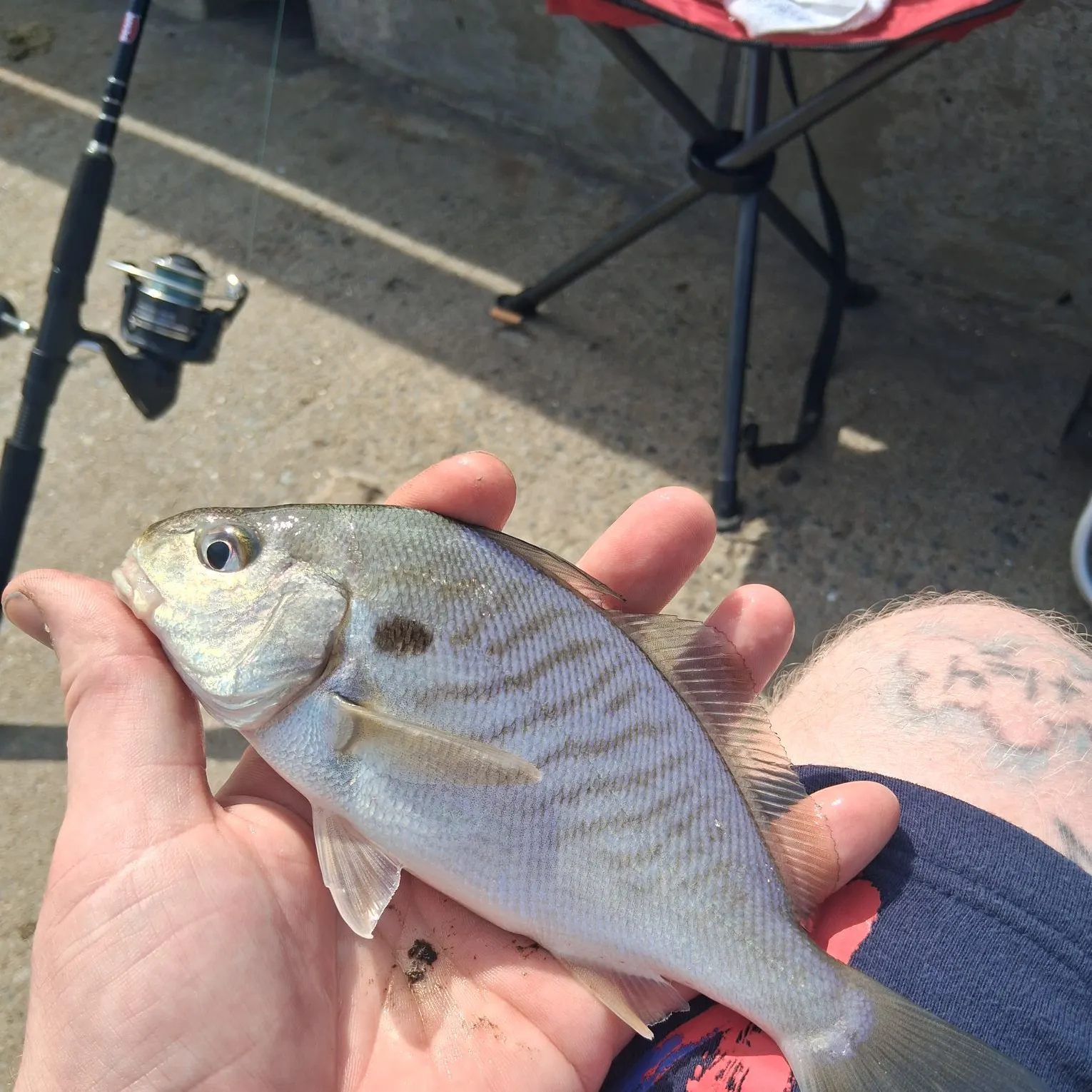 Spot croaker caught on Fishbrain