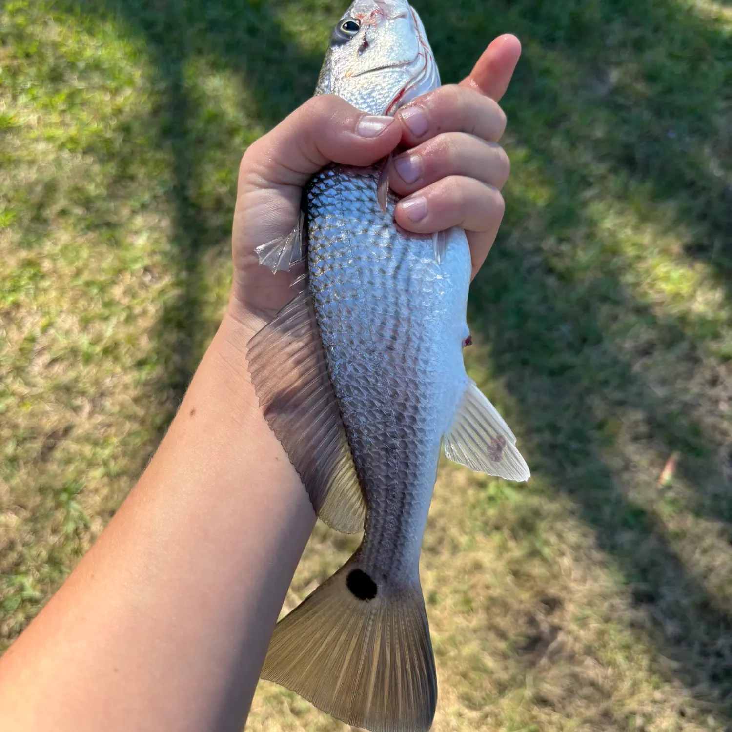 Red drum caught on Fishbrain