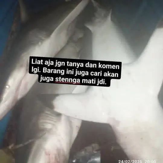 The most recent Malabar grouper catches on Fishbrain