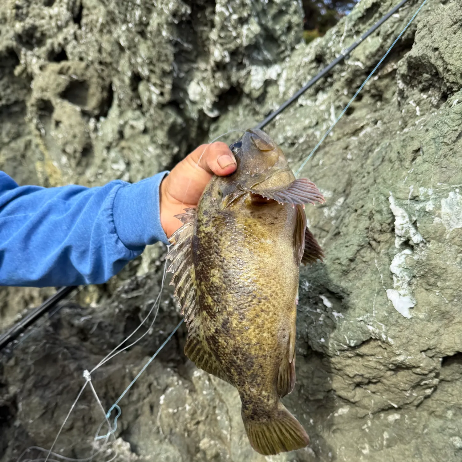 The most recent Grass rockfish catches on Fishbrain