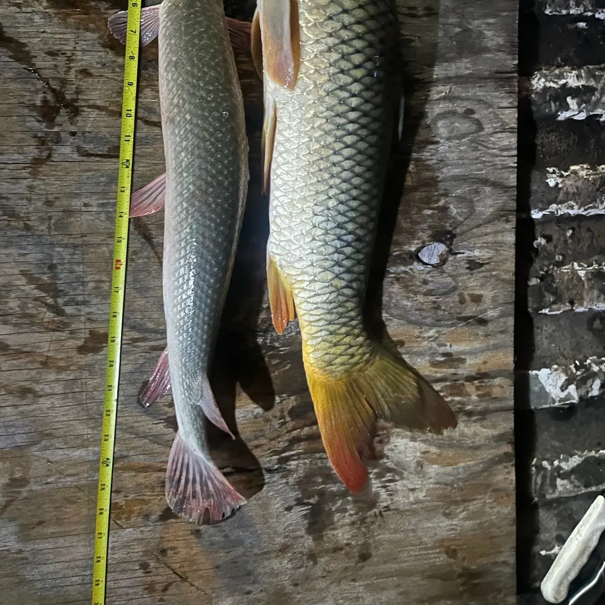 recently logged catches