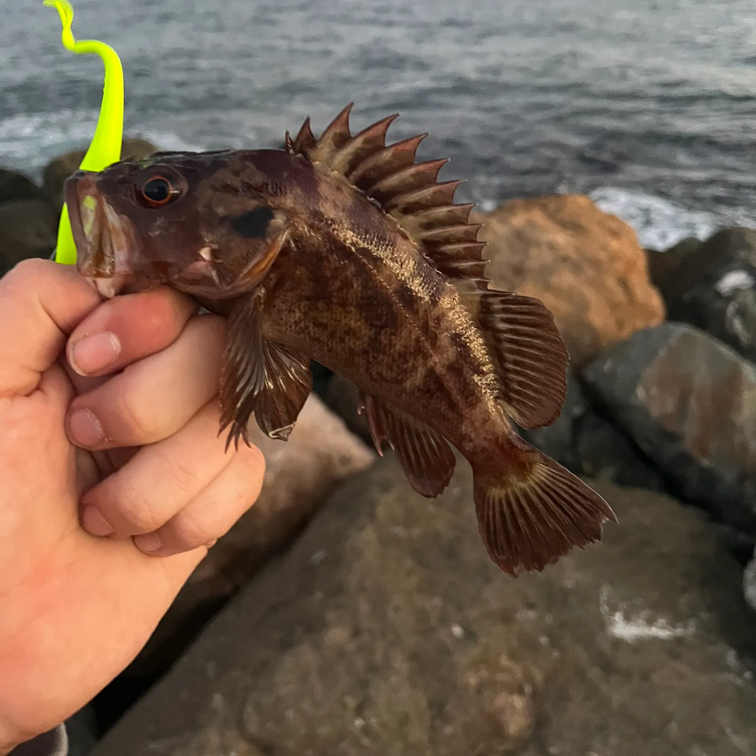 The most recent Brown rockfish catches on Fishbrain