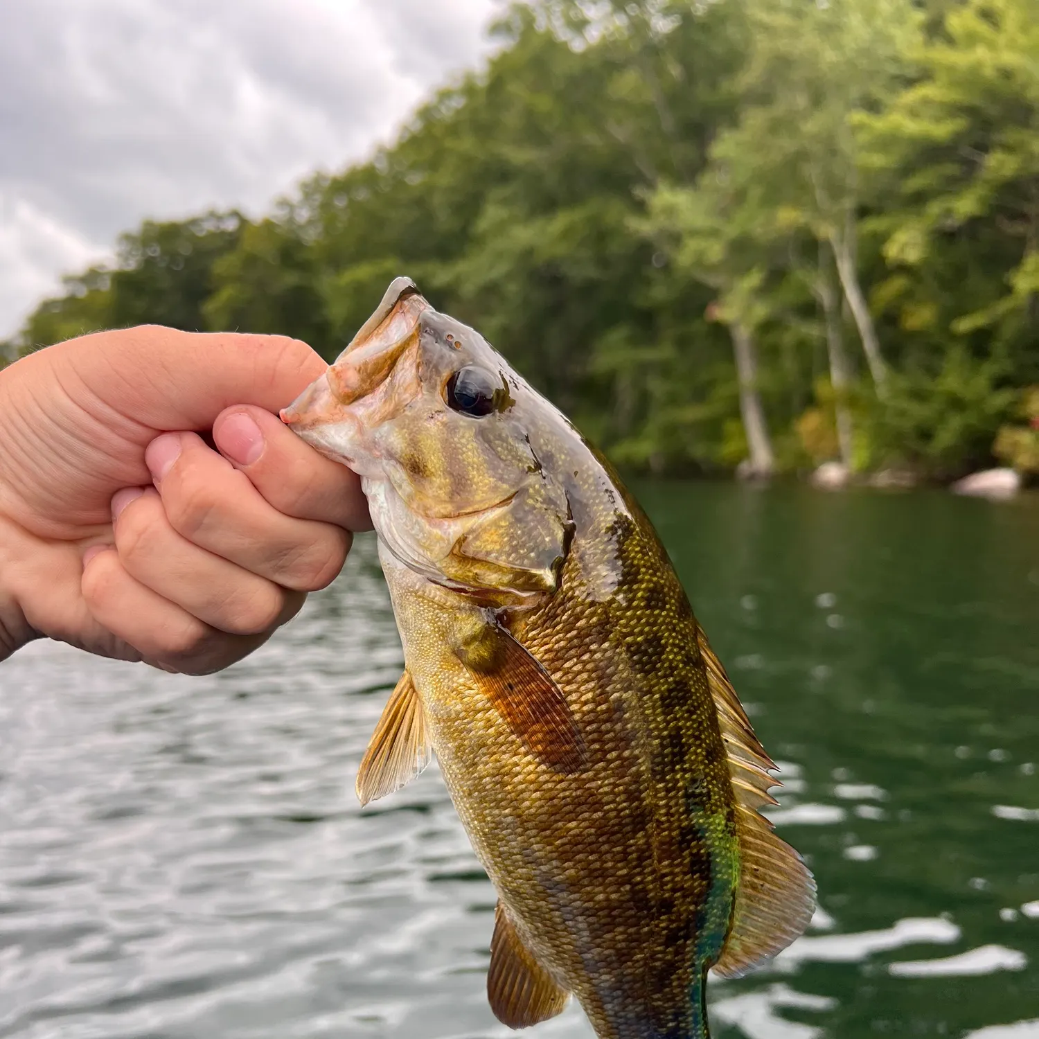 Smallmouth bass caught on Fishbrain
