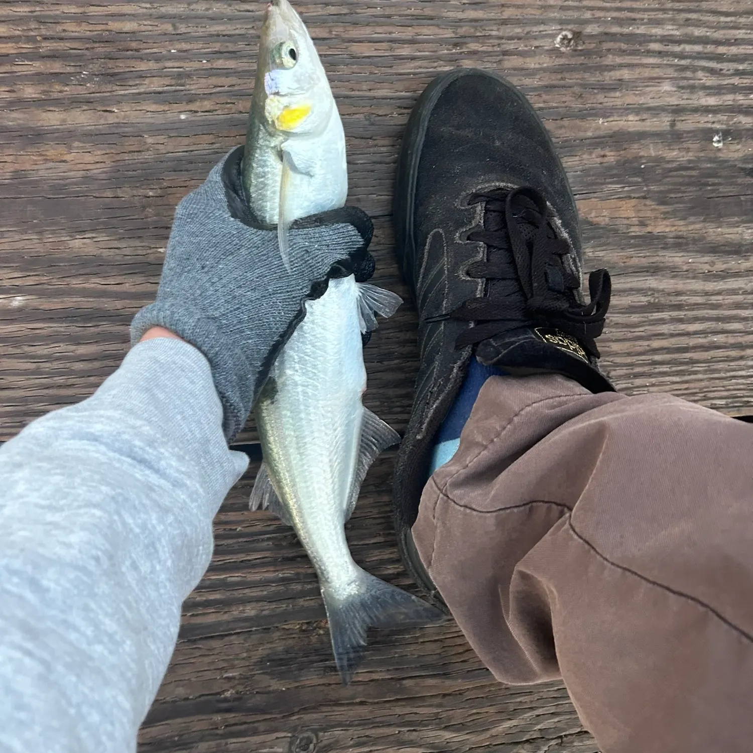The most recent Jack silverside catches on Fishbrain