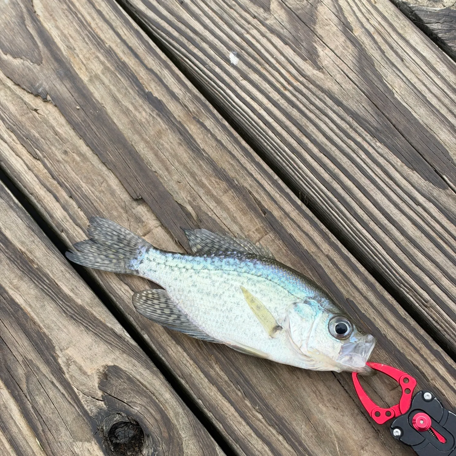 White crappie caught on Fishbrain