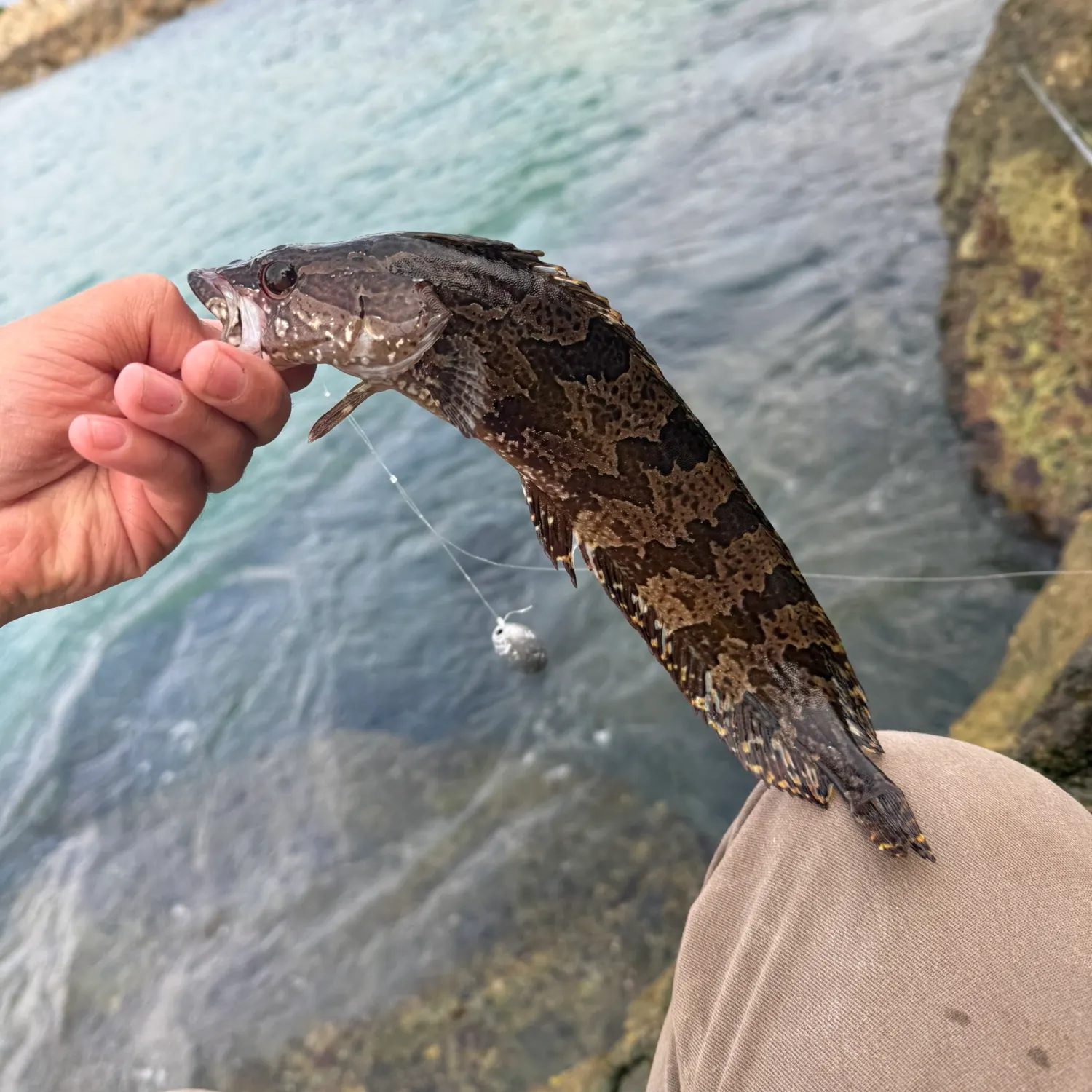 The most recent Giant kelpfish catches on Fishbrain